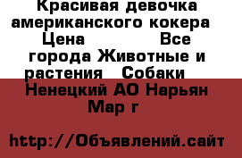 Красивая девочка американского кокера › Цена ­ 35 000 - Все города Животные и растения » Собаки   . Ненецкий АО,Нарьян-Мар г.